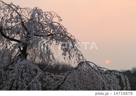 夕日と枝垂桜 14718879