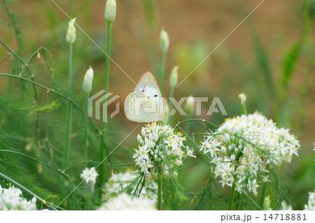 モンキチョウ 14718881