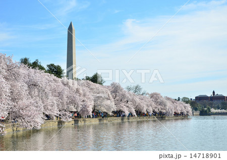 ワシントンDCの桜 ワシントンDCの桜 14718901