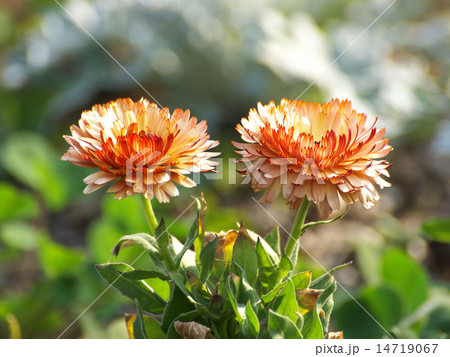 ブロンズビューティー 14719067