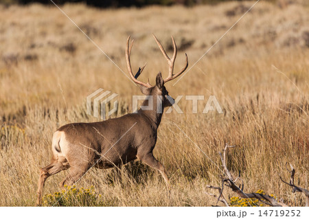 Mule Deer Buck Mule Deer Buck 14719252