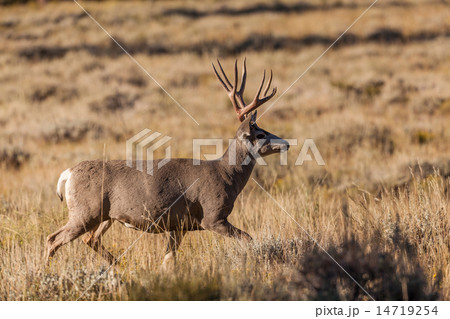 Mule Deer Buck Mule Deer Buck 14719254