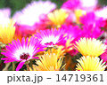 花 14719361