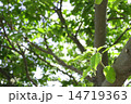 木 14719363