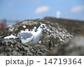 白鳩_01 14719364