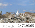 白鳩_02 14719365