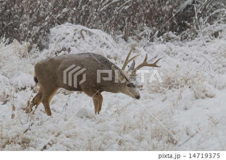 Mule Deer Buck in Snow Mule Deer Buck in Snow 14719375