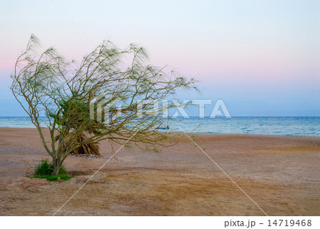 Twilight on the beach in Egypt 14719468