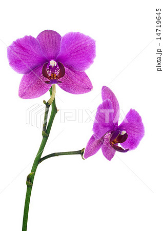 Blooming twig of lilac orchid  14719645