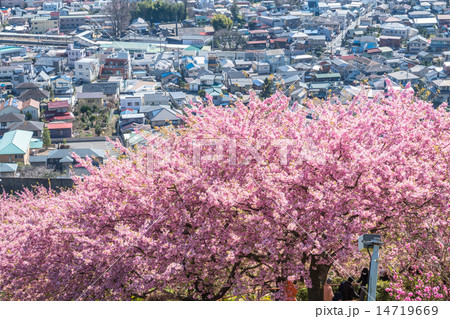 桜並木の丘 14719669