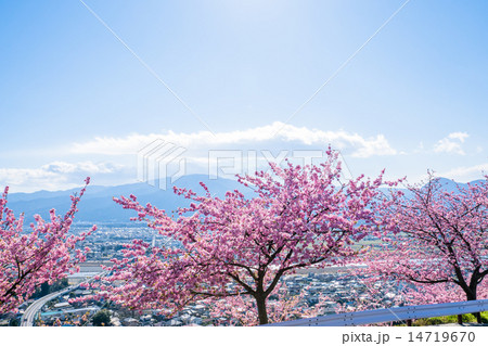 桜並木の丘 14719670