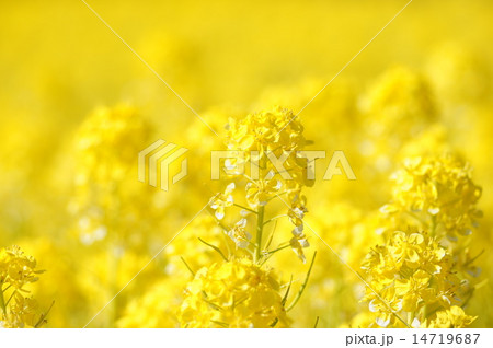 菜の花 菜の花 14719687