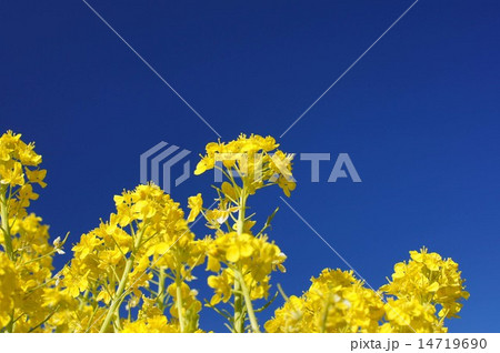 菜の花と青空 14719690