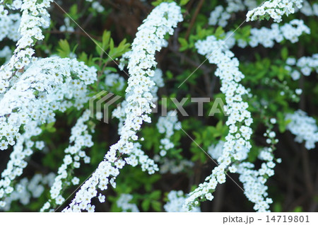 ユキヤナギ ユキヤナギ 14719801