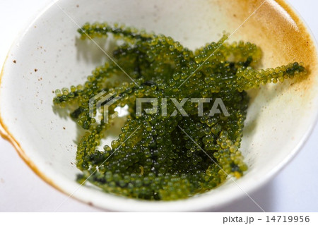 海ぶどう 海ぶどう 14719956