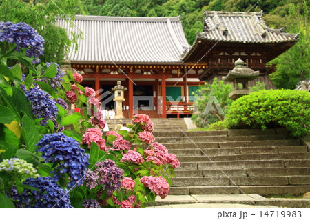 矢田寺(奈良)境内に咲くアジサイ 矢田寺(奈良)境内に咲くアジサイ 14719983