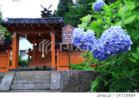 矢田寺（奈良）境内に咲くアジサイ 14719984