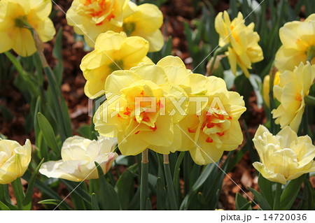 スイセン 14720036