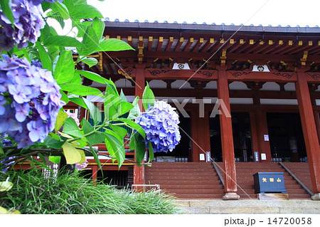矢田寺（奈良）境内に咲くアジサイ 14720058