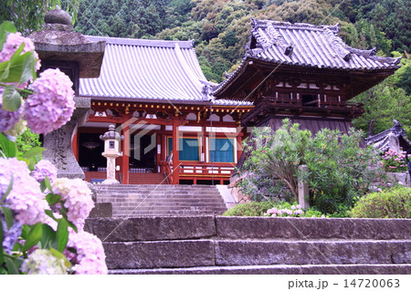 矢田寺（奈良）境内に咲くアジサイ 14720063