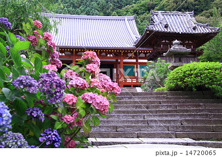 矢田寺（奈良県大和郡山市）境内に咲くアジサイ 14720065