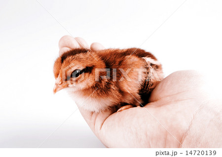 Cute little chicken in the hand isolated on white 14720139