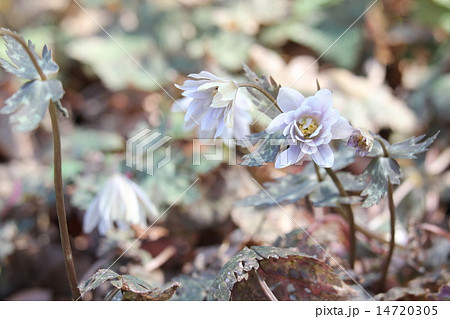 ユキワリイチゲ ユキワリイチゲ 14720305