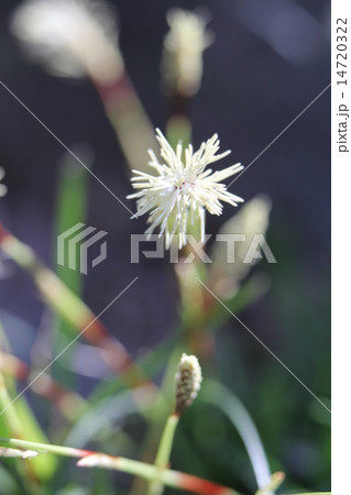 ヤブレガサの種 ヤブレガサの種 14720322