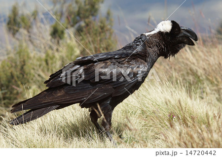 Raven, Ethiopia, Africa 14720442