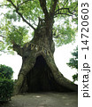 ご神木 14720603