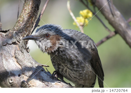 ヒヨドリ 14720764