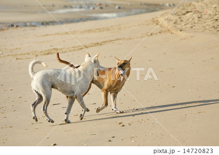Dog on the beach 14720823