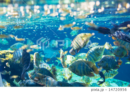 Underwater Underwater 14720956