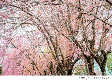 Beautiful pink cherry blossom or sakura flower  14721552