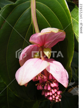 Washington Medinilla magnifica 2010 14721622