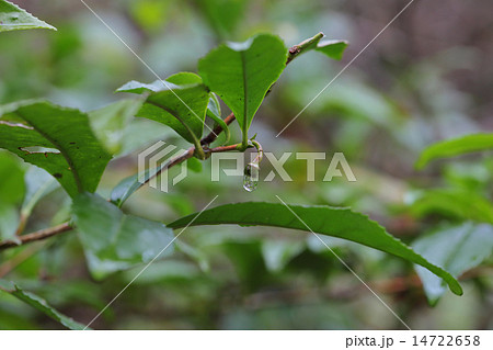 チャノキの花後と雨雫 14722658
