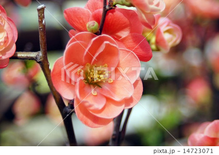 ボケの花 ボケの花 14723071