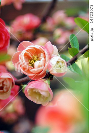 もうすぐ満開のボケの花 14723075