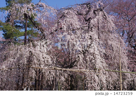 真間山弘法寺の伏姫桜 真間山弘法寺の伏姫桜 14723259