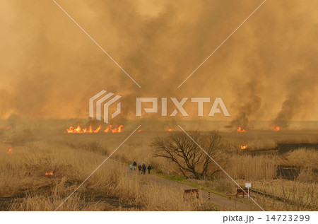 ヨシ焼き－見守る人々 14723299