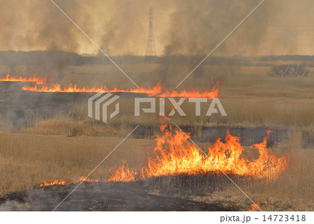 ヨシ焼き－ヨシ原を焦がす炎① 14723418