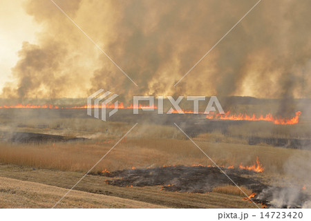 ヨシ焼き-ヨシ原を焦がす炎③ ヨシ焼き-ヨシ原を焦がす炎③ 14723420