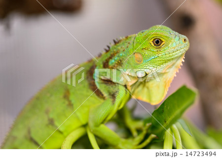 Green iguana (Iguana iguana) 14723494