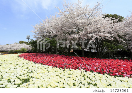 チューリップと桜 14723561