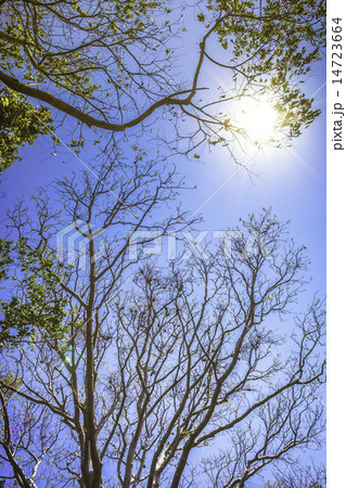 Forest tree and sunlight 14723664