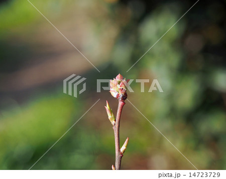 ブルーベリーの新芽 14723729