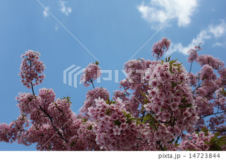 爽快　さくら！！ 14723844