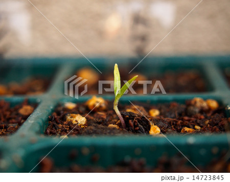 発芽したばかりの野菜苗 (トマト) 14723845