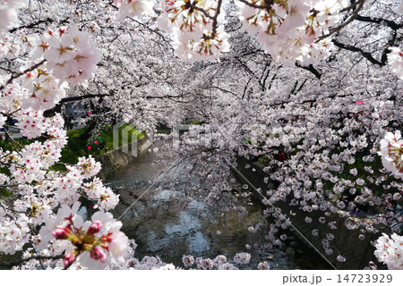 岩倉市 五条川の桜 桜祭りにて 橋の上からの写真素材