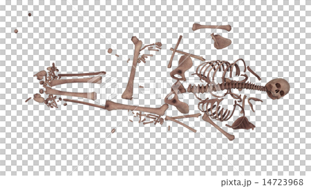skeleton skeleton 14723968